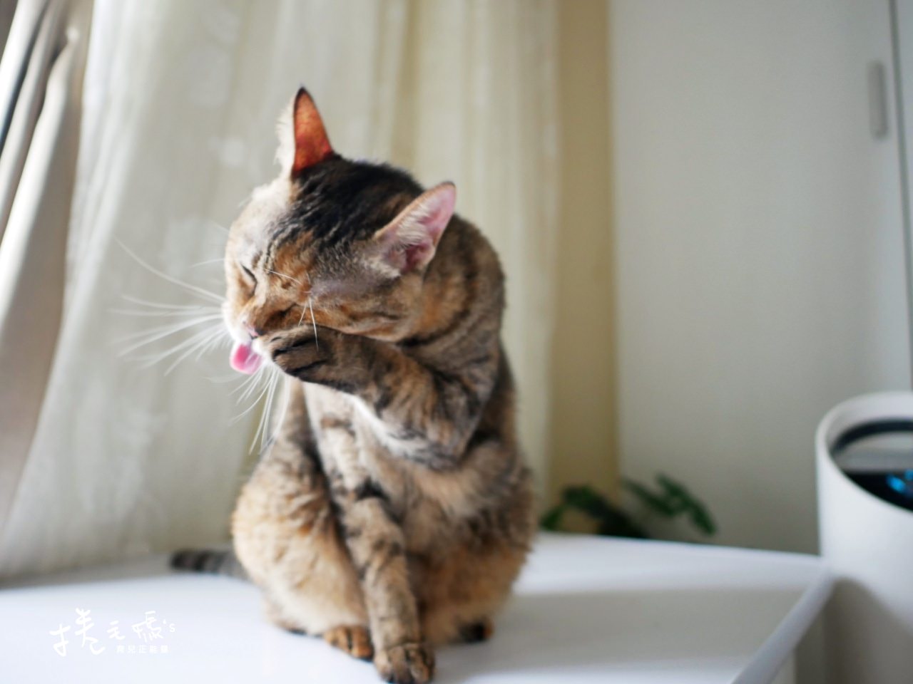 【居家】遠離病菌氣體異味過敏原 過敏人必備好物 萬元以下美國Trusens UV紫外線殺菌空氣清淨機