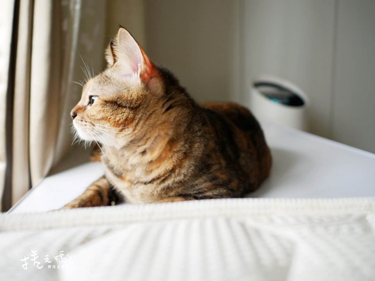 【居家】遠離病菌氣體異味過敏原 過敏人必備好物 萬元以下美國Trusens UV紫外線殺菌空氣清淨機