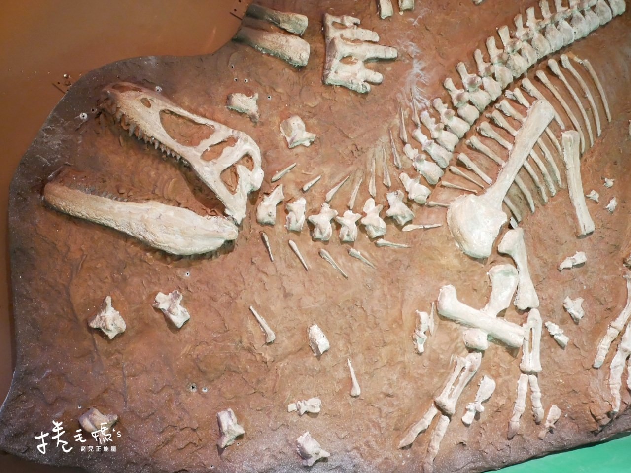 【旅遊】寒假室內親子展覽！2022/3/13前 台北松菸侏儸紀恐龍展3.0 恐龍迷必去超逼真展覽