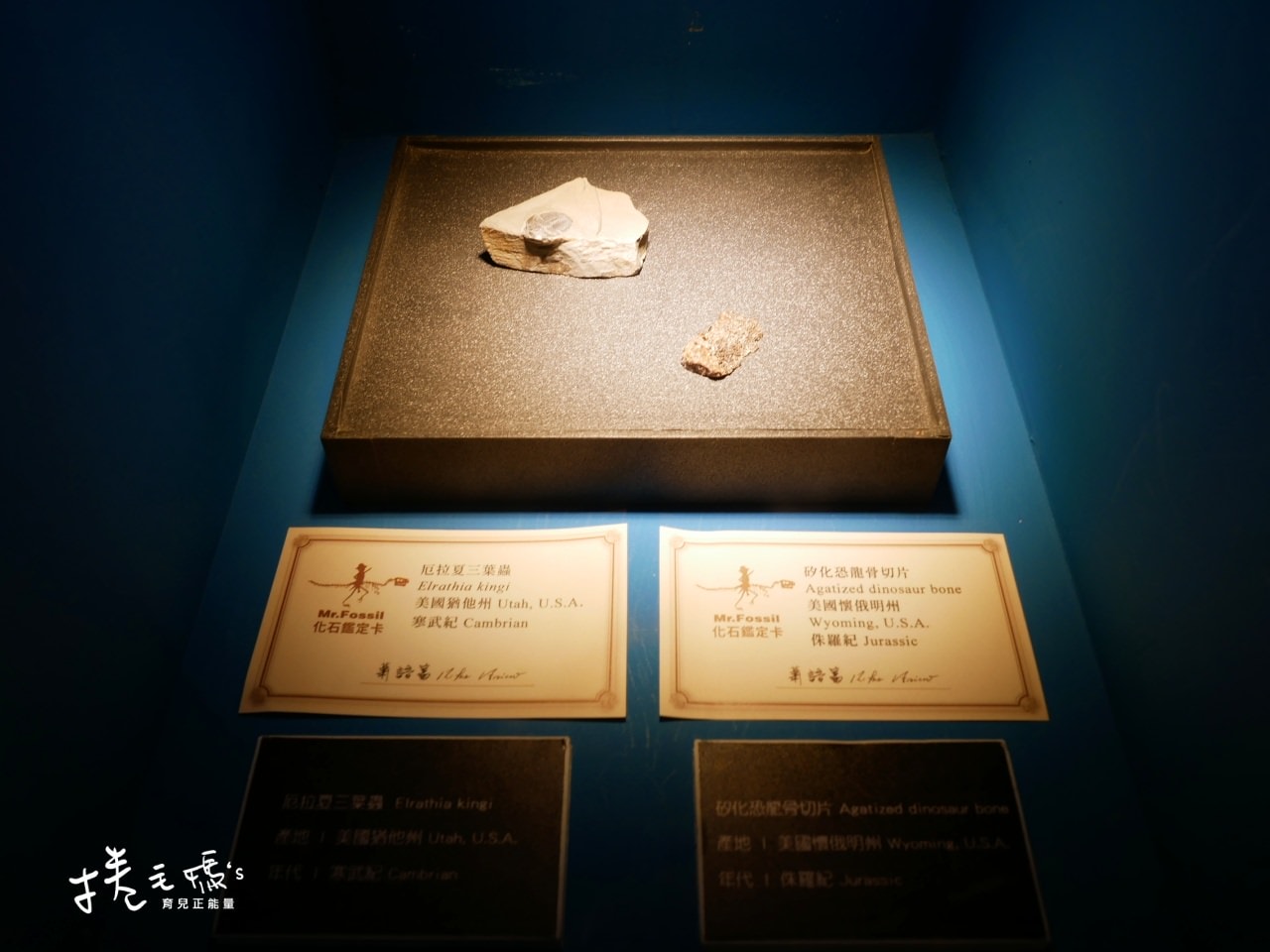 【旅遊】寒假室內親子展覽！2022/3/13前 台北松菸侏儸紀恐龍展3.0 恐龍迷必去超逼真展覽