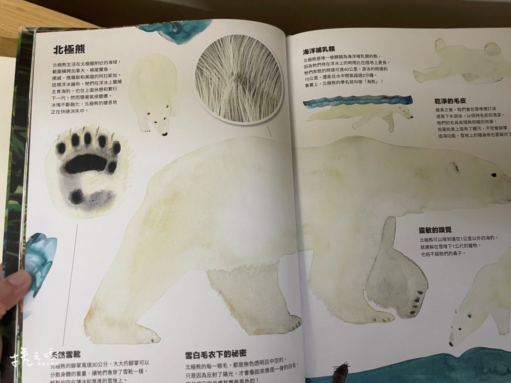 幼兒繪本書單推薦 好餓的毛毛蟲/操作書/魔法親親/愛吃青菜的鱷魚GUJIGUJI